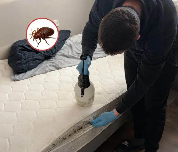 Technicien traitant un matelas contre les punaises de lit à Fublaines